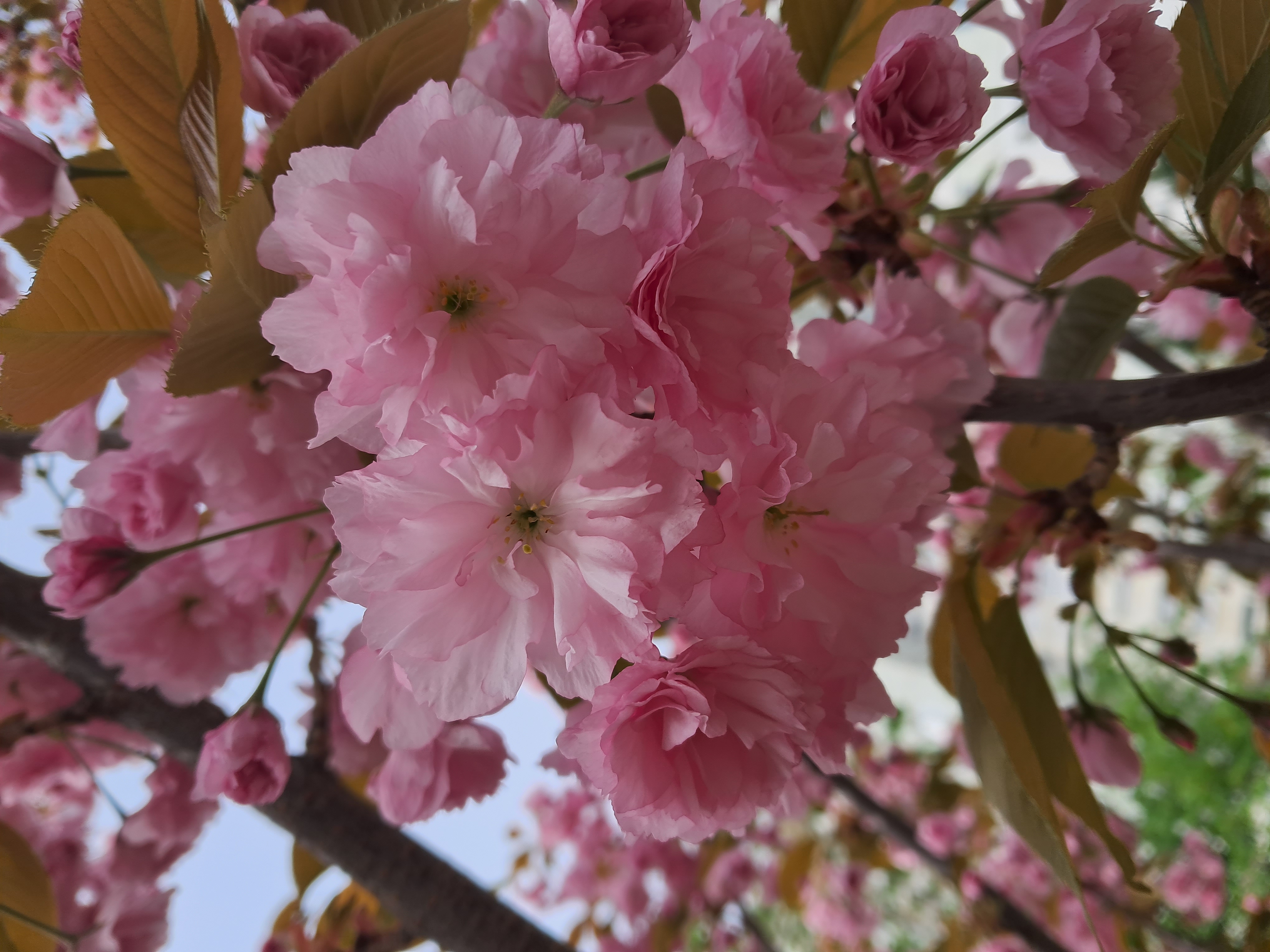 Sakura, ammonia and acetic acid